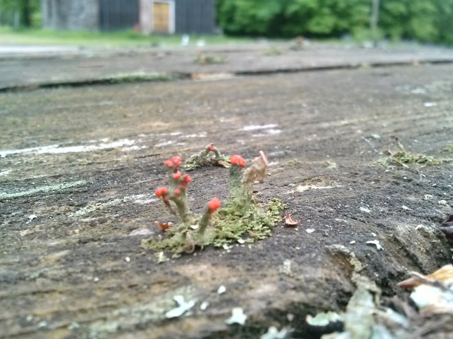 These tiny mushrooms grew on our picnic table in June.