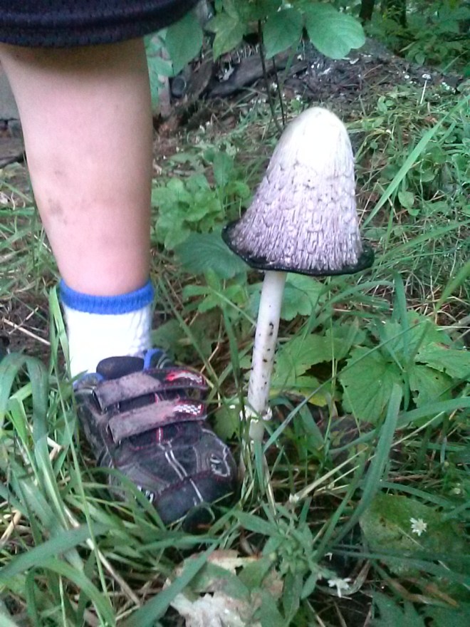 Huge Shaggy Mane growing next to my son's leg.
