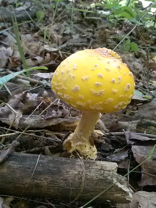 Amanita Muscaria in our woods (I think variety Formosa?)