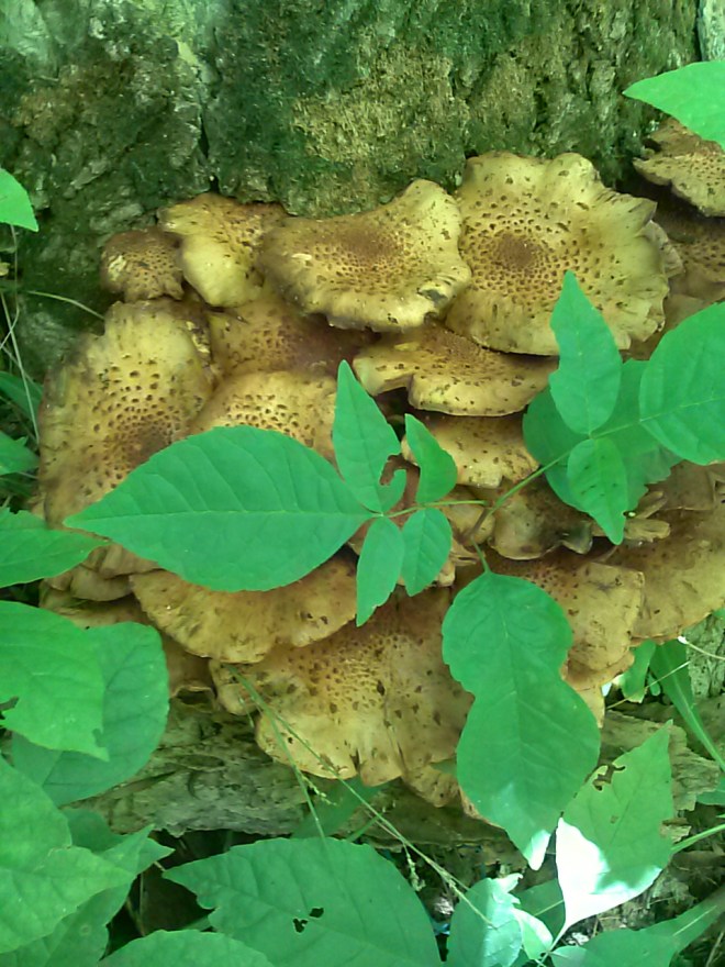 Some cool brown mushrooms on a tree.