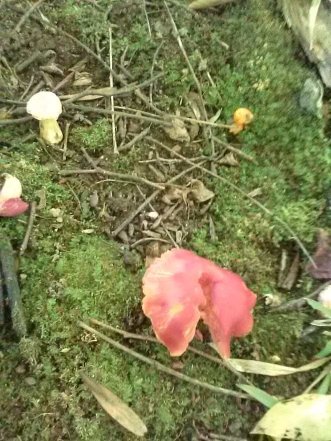 A pretty little red mushroom.