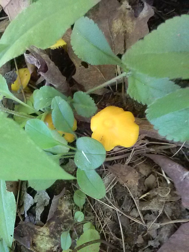 Yellow Mushrooms