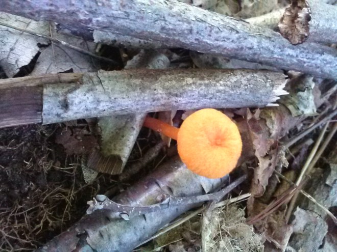 Tiny orange mushroom