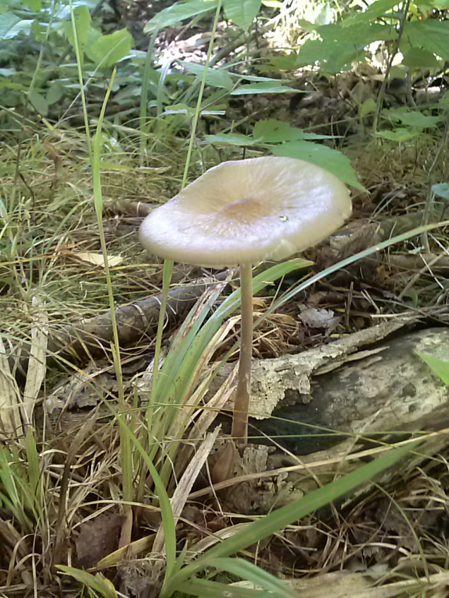 A Tall brown mushroom