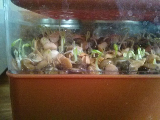 These are lentil sprouts