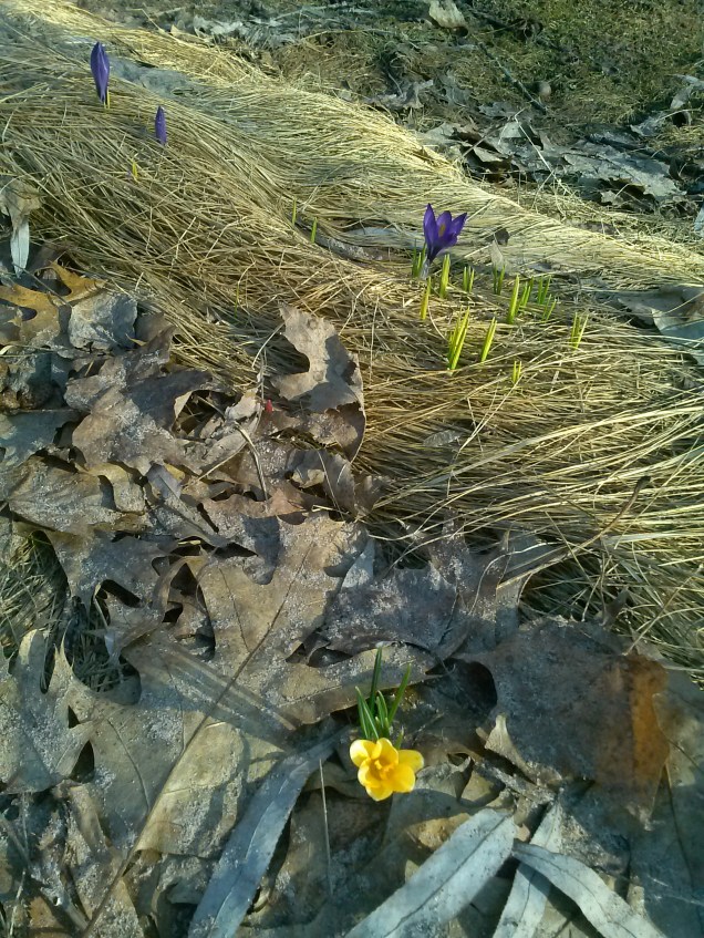 A crocus in our yard from last spring