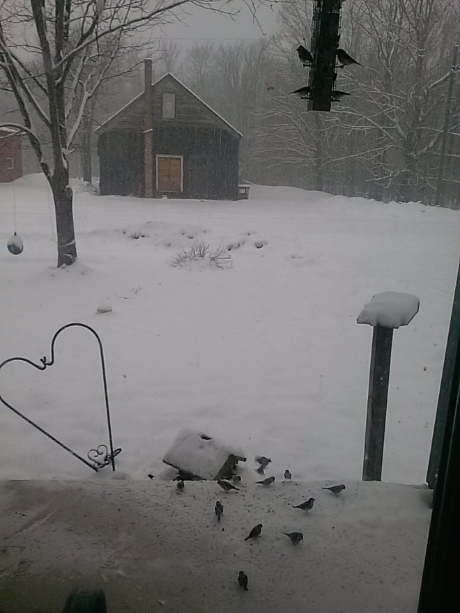 Birds at the feeder - 5