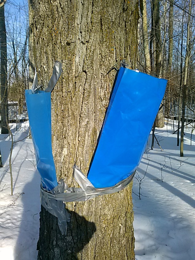 Tree sap collection bags