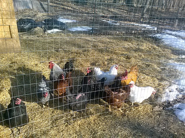 chickens 2