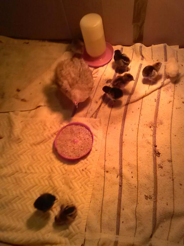 The chicks in their new home with Peepers.