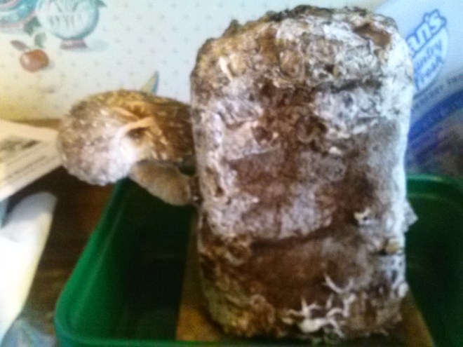 Our Shiitake mushroom.