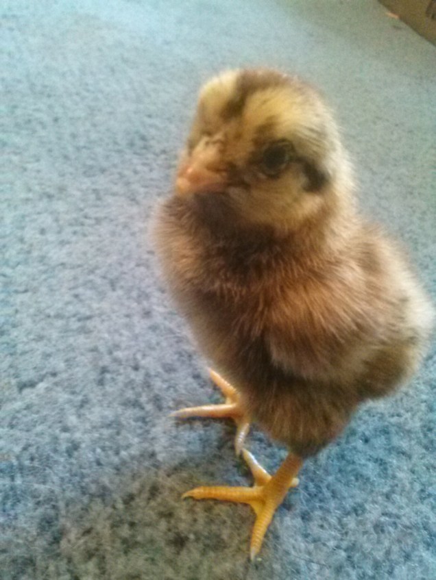 This is a brown stripey chick.  It has black stripes down its back.