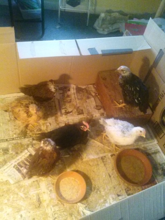 They are getting big