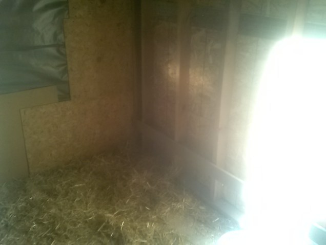 New Chicken room 1