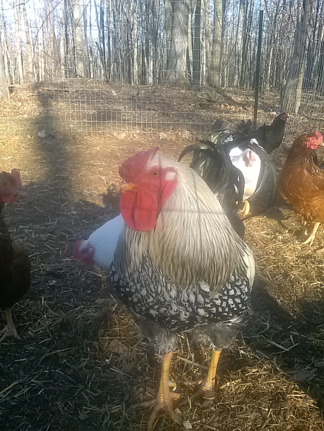 My silver Laced Wyandotte rooster. 