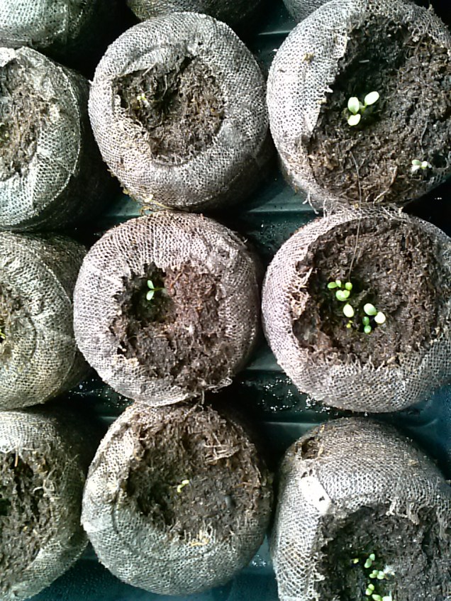 Some various flower seedlings