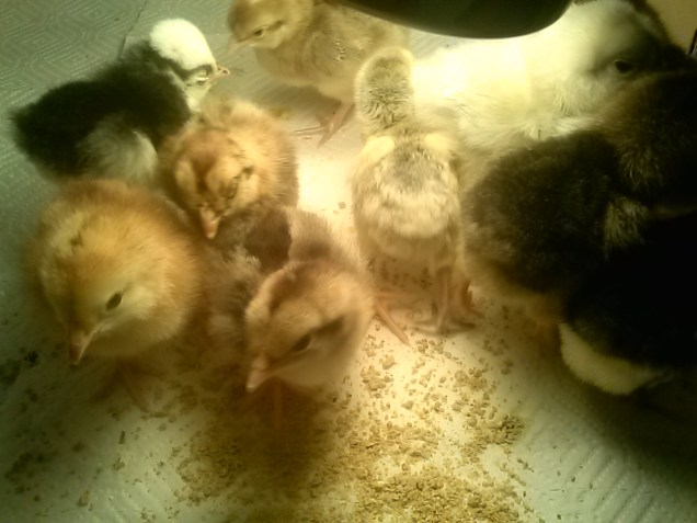 Here they are all together.