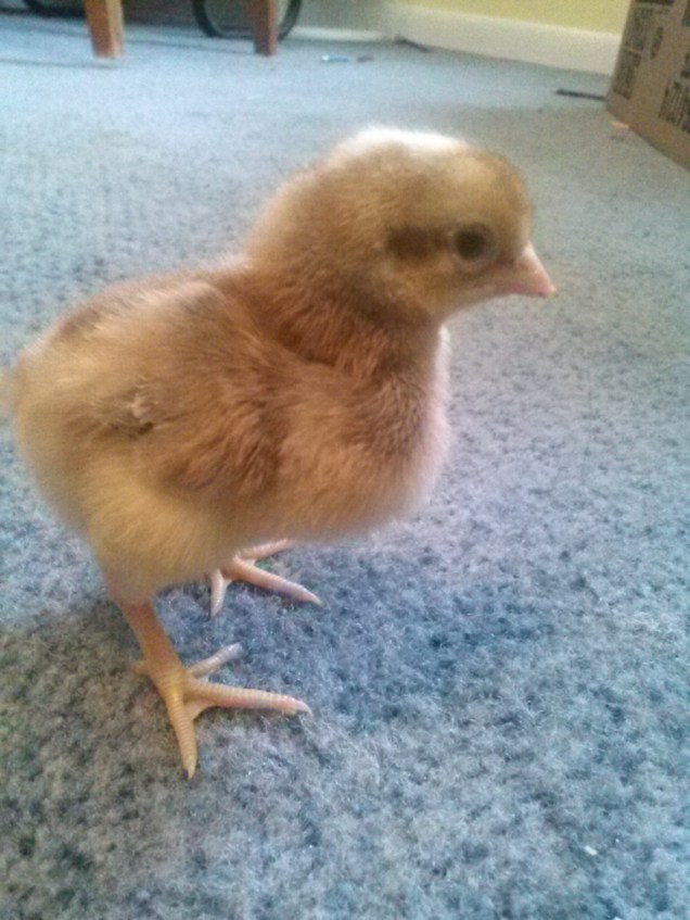 This one is a brown and yellow mixture