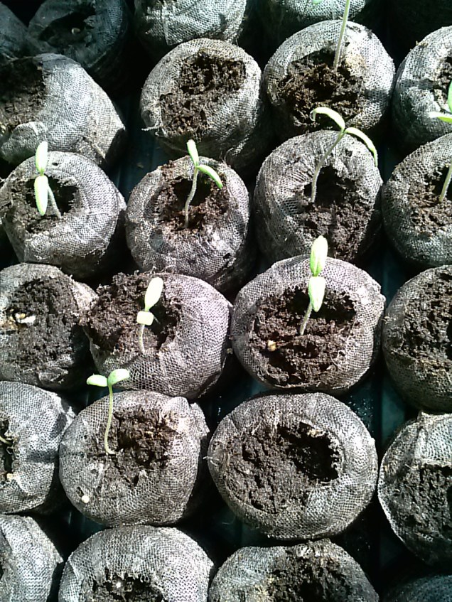 My tomato seedlings