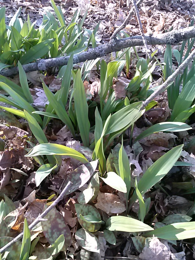 Wild Leeks
