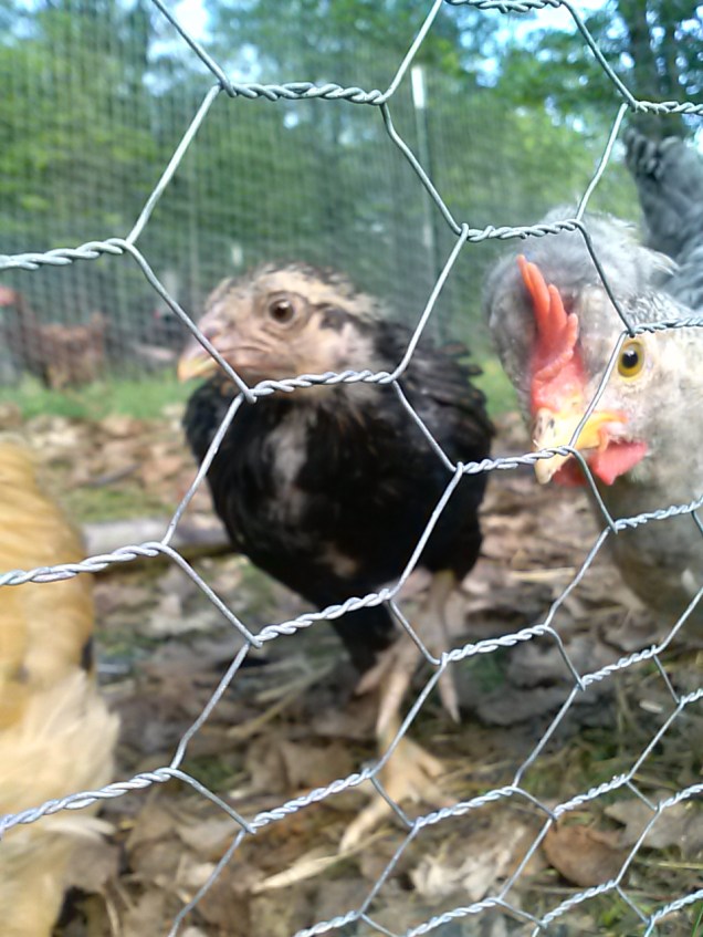 Here's my brown speckled chick.  He / she is a little more shy than some of the others. The rooster likes to be in pictures, so he's here too.