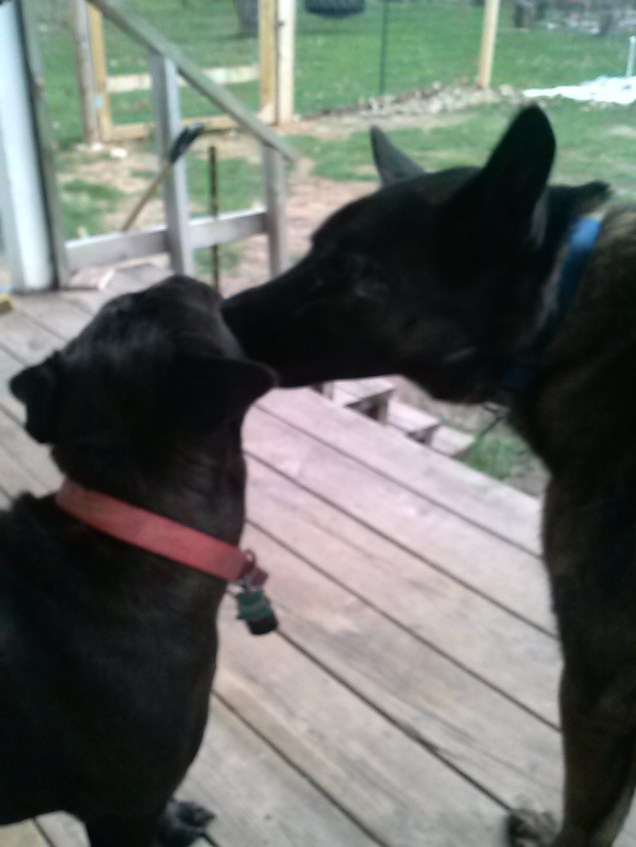The dogs playing on the porch - I'm not sure if Atat is kissing or biting Downey here.