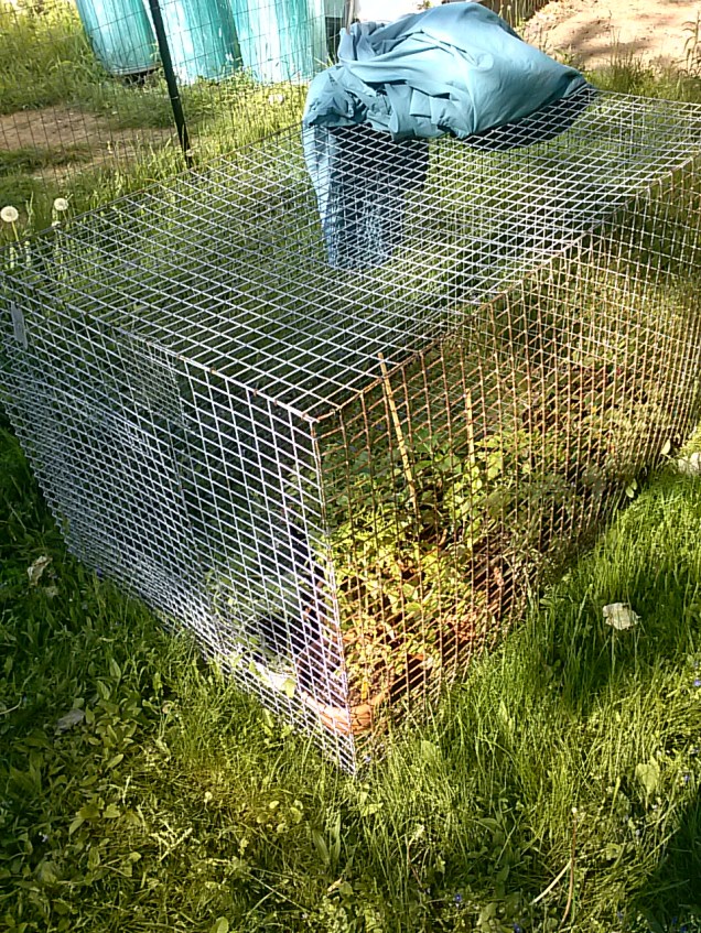 My plants hardening off in a cage.