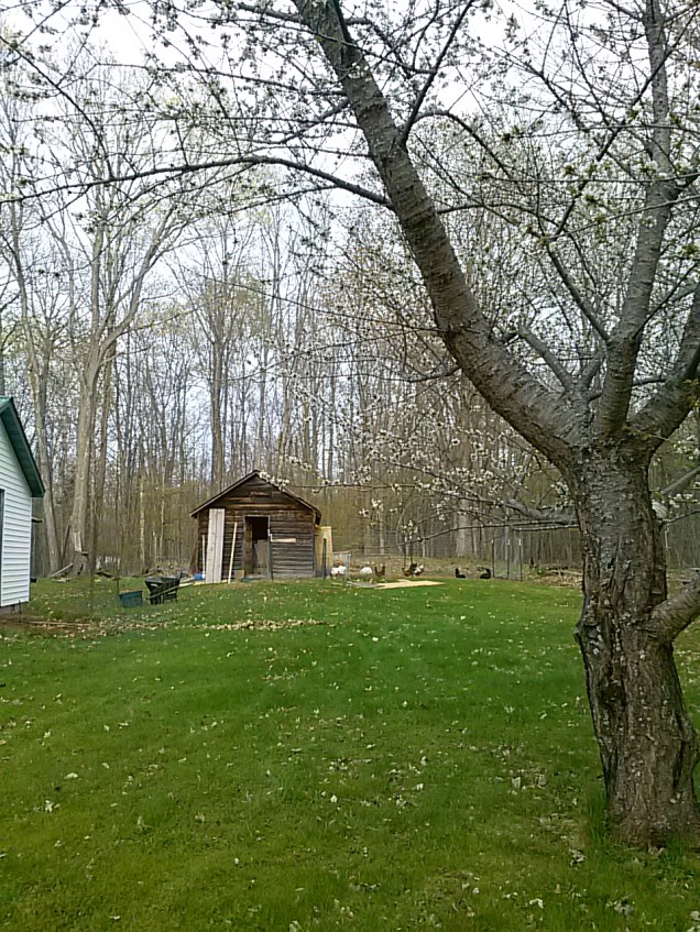 Shot of our chicken coop across the back yard, shot from beyond the cherry tree near the tire swing. 