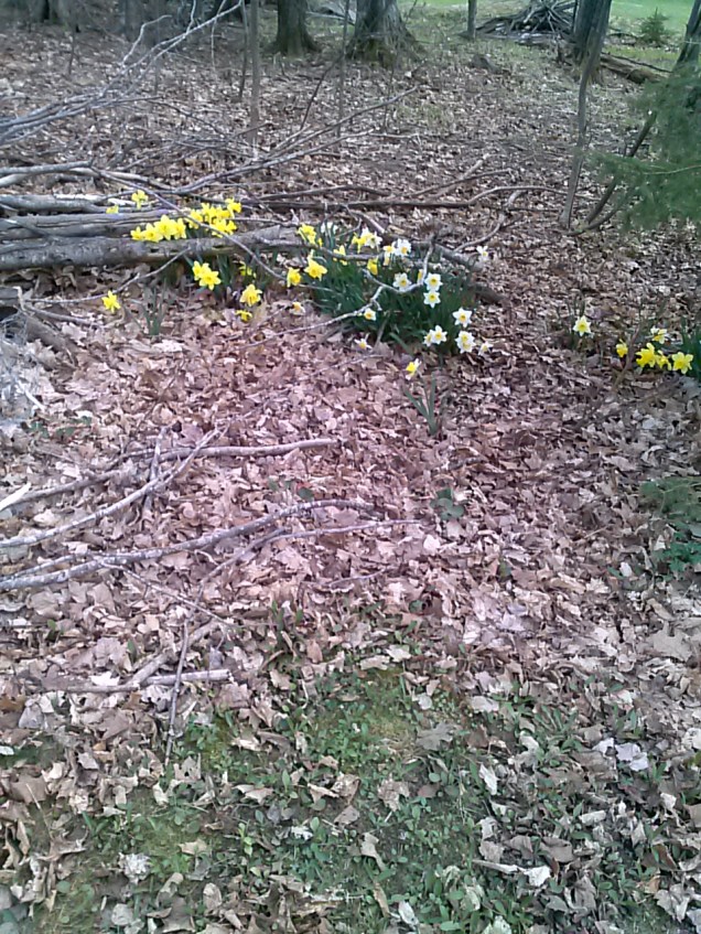 More daffodils in the woods behind our house.