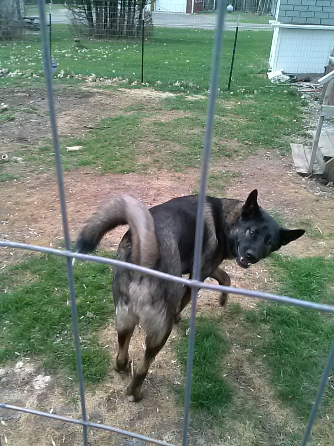 Atat jumping around in their fenced portion of the yard.