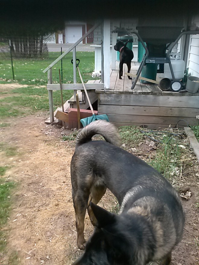 Dogs facing away from each other