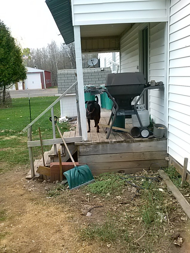 Downey on our back porch