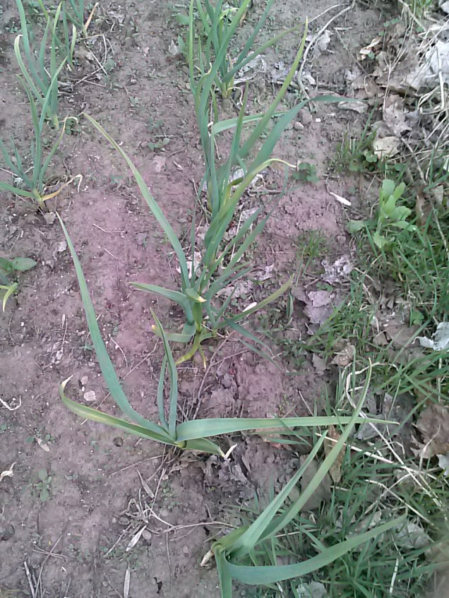 My garlic is doing well - I planted this last fall.  This is my first time growing garlic.  