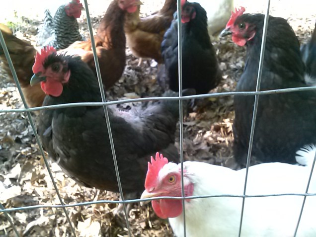 Here are my adult hens.