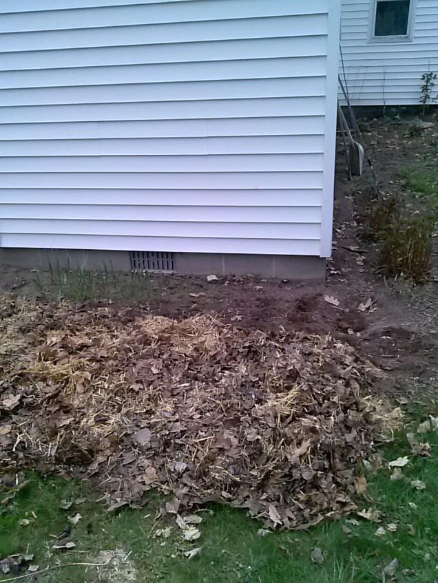Here's the short view of the lasagna garden, where it comes all the way to the edge of the house.  Now it's a big rectangle behind our house so my fence will be able to be a lot neater-shaped this year.