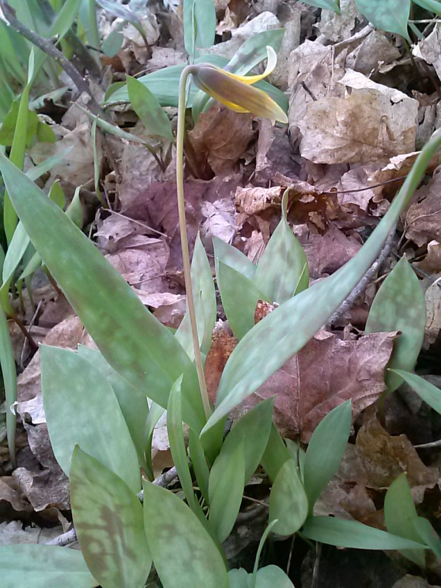 This is the mystery plant from my Leeks post last week - they are now getting yellow flowers.  I still don't know what these are - if you know, please leave me a comment.