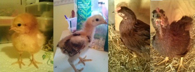 Here's the orange one I spoke about in the paragraph above - she's now a dark brown / reddish chicken.  She's very curious and friendly, where the rest are still pretty flighty.