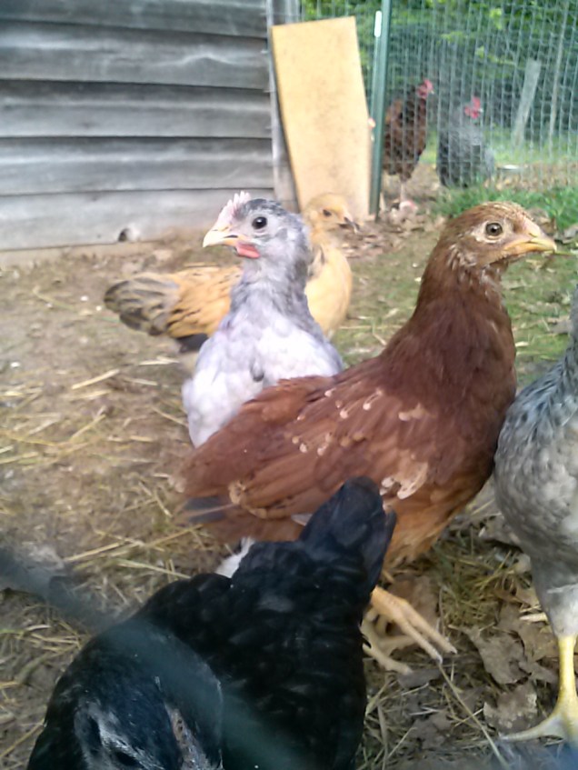 My white Brahma and my red chick.