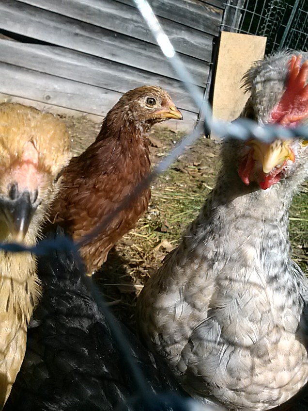 Here you can see one of the Buff Brahmas (we have two this batch) along with a red chick and our little rooster who has a strange puff of feathers behind his comb.