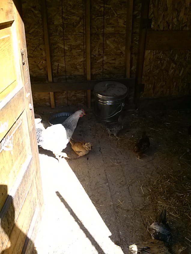 My big chick and large chicks together.