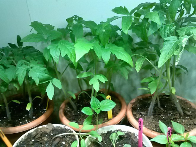 Tomato pots.