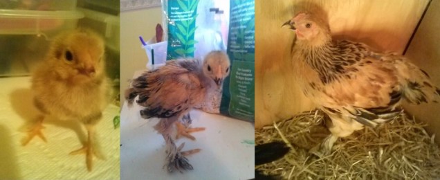 Here is my little feathered leg guy (girl?) I like the coloring this one has - caramel colored with black.