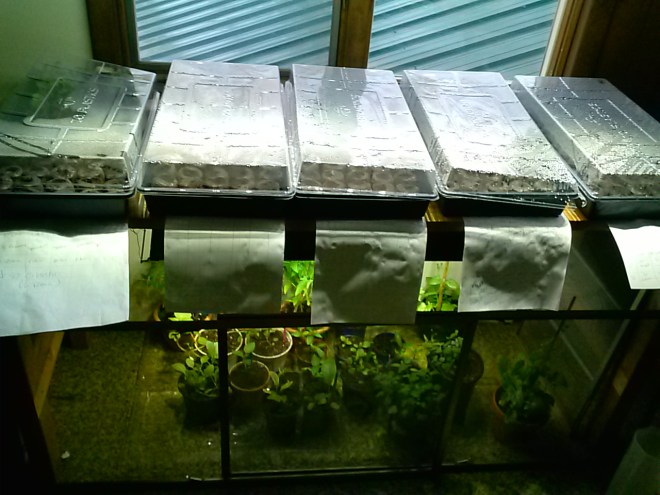 My seed starting setup.