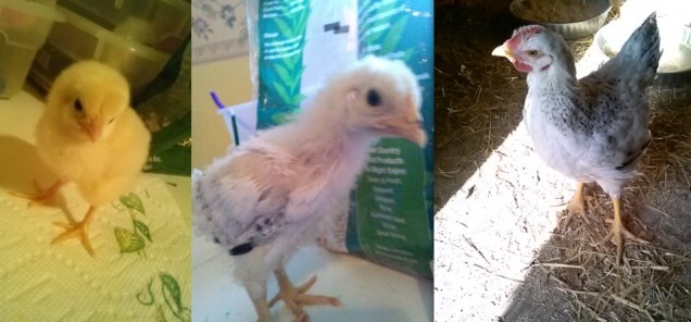 Here's my little yellow chick that turned into a larger white chicken with black feathers mixed in - still not sure if this is male or female.