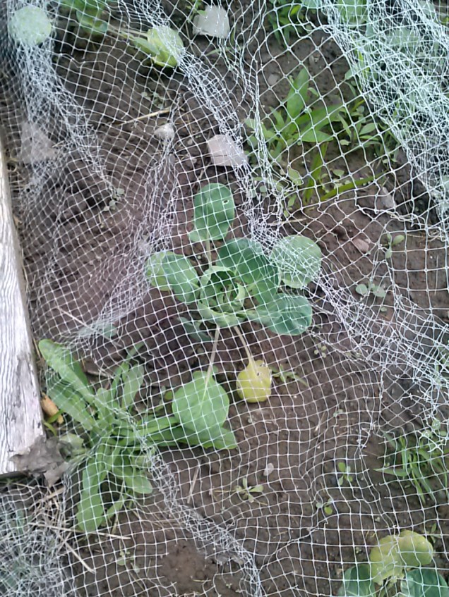 Here are some of my brussel sprouts. They are doing good. I have netting over them to prevent stupid cabbage moths from laying eggs. They decimated my cabbage last year. 