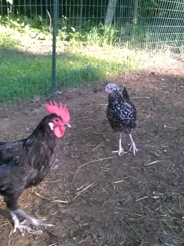 Here they are together. These two hang out a lot together.  