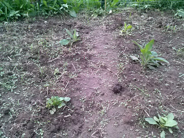 This was supposed to be all corn - white corn on the left, and yellow on the right. I have one or two white corn that sprouted. The yellow corn is doing pretty well. I just planted some more yellow corn seeds in where the white corn was supposed to grow.