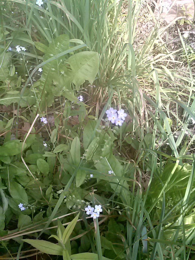 Here are some of the remaining forget-me-nots.  We had tons of these earlier in the year, as splashes of blue all around the woods and the edges of the yard. When I was a child, these only were growing at a camp two houses behind our house. (We have two camps behind us, it was at the back one.)  I moved back and discovered they grow all over our yard now. I love them. 