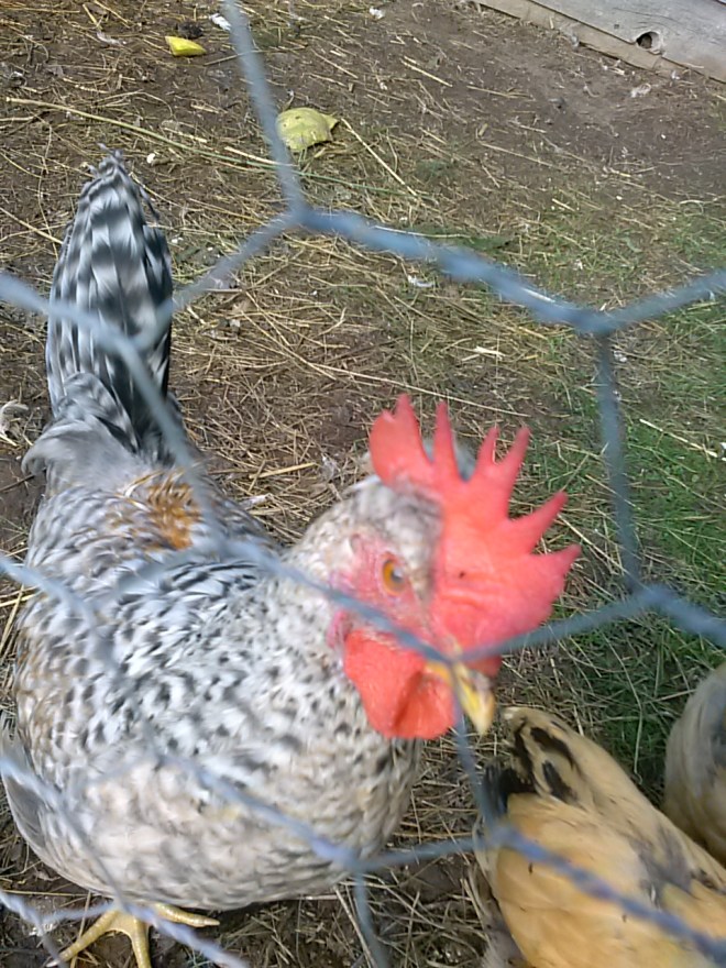 This is my tiny rooster. As he is growing, his comb is getting wonkier. The back portion is attached to his head off-center, which adds even more to the floppiness of it.  He's been really mean to the other chicks lately.  Maybe they make fun of his goofy comb.