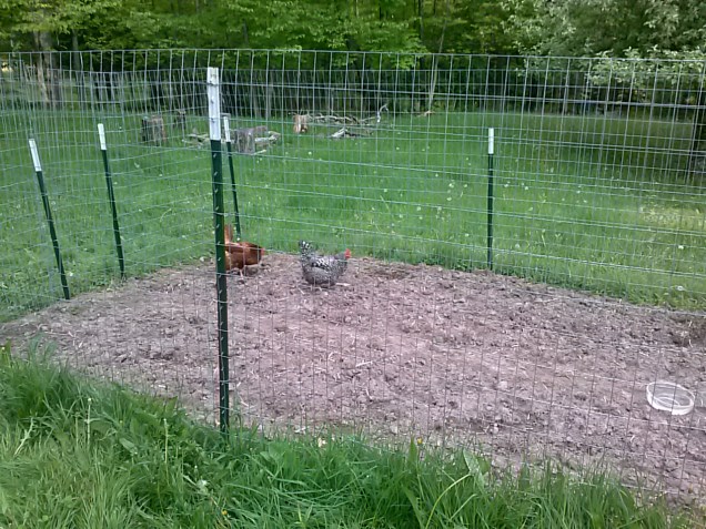 Here are a couple chickens scratching in the garden.